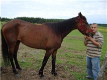 White mountain Nelly - Femelle Standardbred enregistré 7 ans Bai