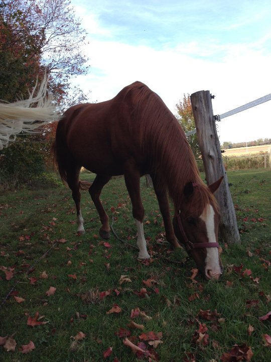 Kloérima Yellow - Femelle QH 14 ans Sorel