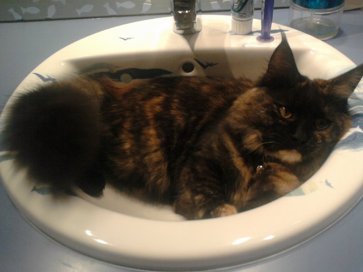 Filippine - Femelle Maine Coon 3 ans Ecaille de Tortue