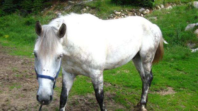 Léo - Hongre thorobread x andalou 8 ans gris pomeler