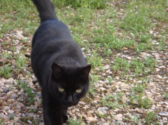 Loulou - Mâle 25 % Chartreux, 75 % OI 10 ans Noir