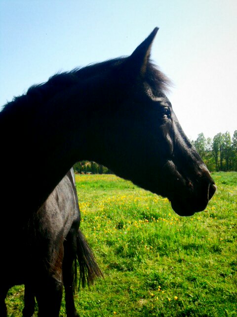 EL'Groo - Hongre Morgan 9 ans Noir