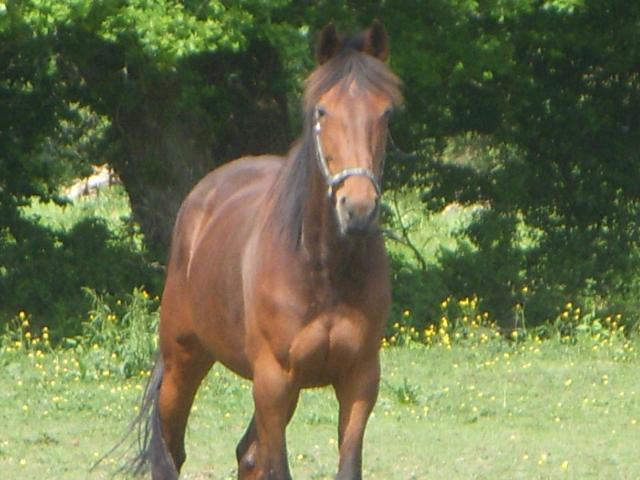 tina - Femelle ex-trotteuse 8 ans baie