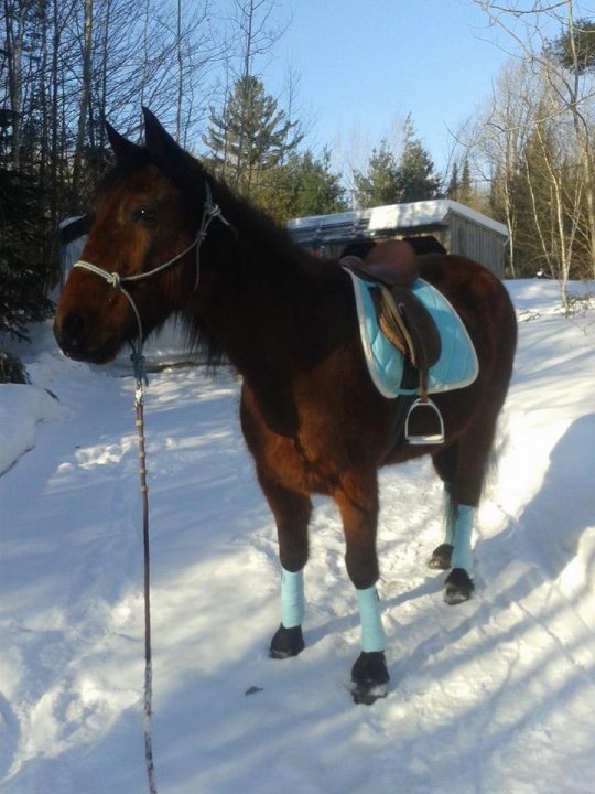 Lady love - Jument Standarbred 10 ans Baie