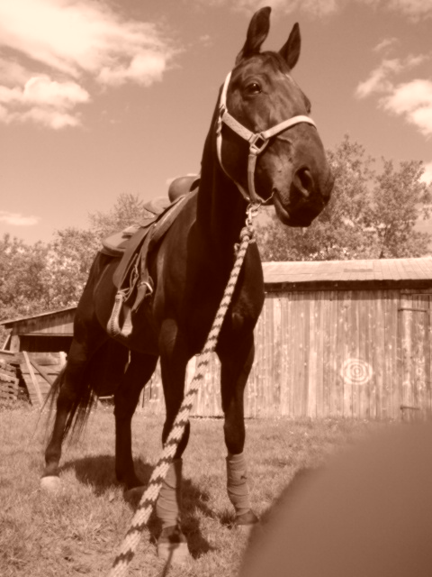 fancy quick brutus - Hongre standerbred 10 ans baie