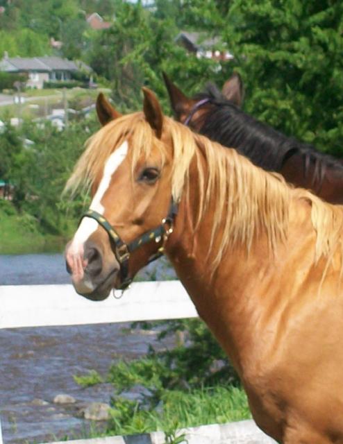 Whisky - Hongre QH/Halfinger 9 ans 