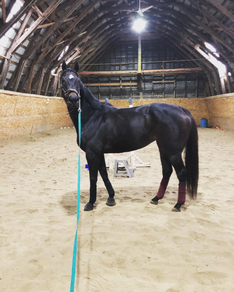 Ready and Willing - Jument OTTB 9 ans Baie foncée