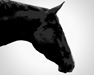 star cash jet - Mâle quarter horse 2 ans alezan