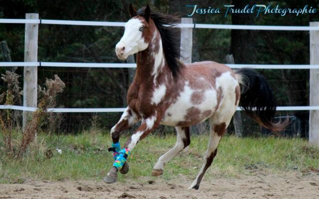 Totem Pole Olena - Étalon paint horse 5 ans paint overo