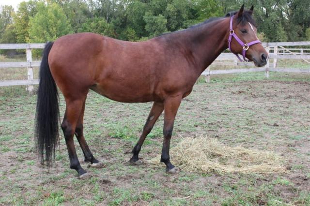 Misty - Jument Polish arabe mixte  6 ans Bai