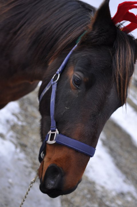 Dallas - Hongre Standardbred 5 ans Baie