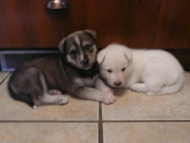 inuk et bandit - Mâle husky 2 ans 