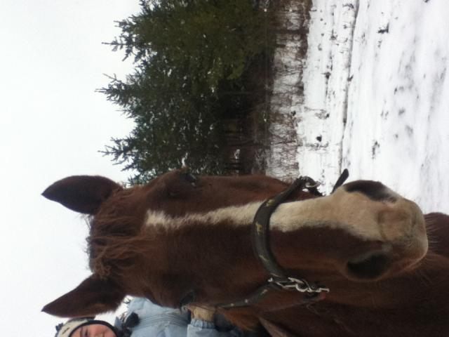 Taky - Hongre QH 20 ans brun