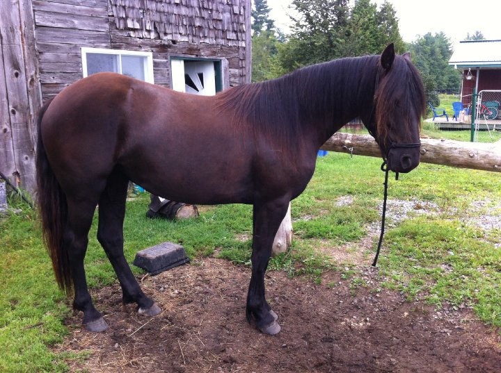 Yuma - Jument Canadien 3 ans Noir