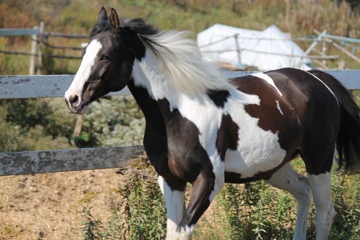 Falco - Mâle TB X Warmblood 9 ans paint