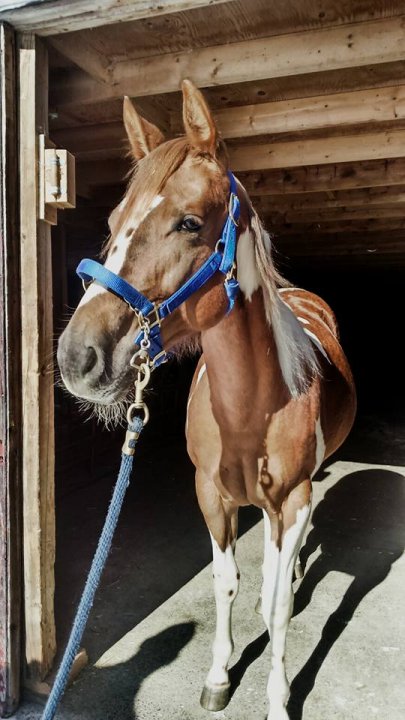 Maverick - M&acirc;le paint horse 2 ans Sorrel Tobiano