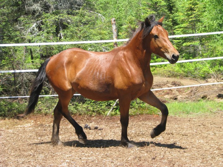 Fiesta - Jument canadien-belge 2 ans bai