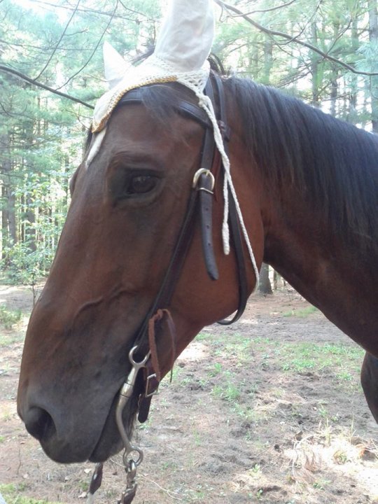 maximus - Hongre standardbred x qh 15 ans baie