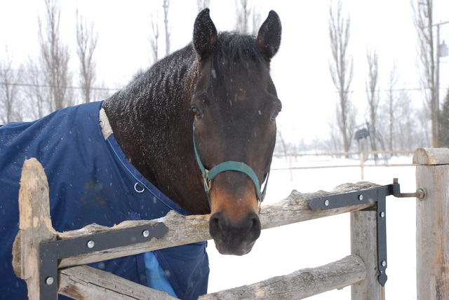 Alibi - Mâle Cheval 9 ans Bai