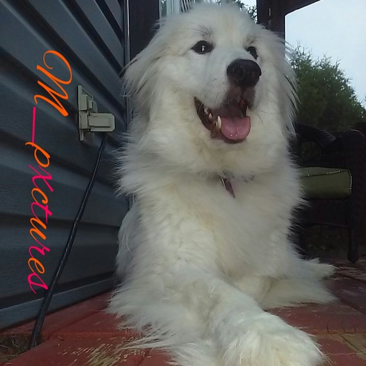 Buddy Du Pîgnon Rouge - Mâle Pyreneans Mountain Dog 2 ans blanc et blaireau