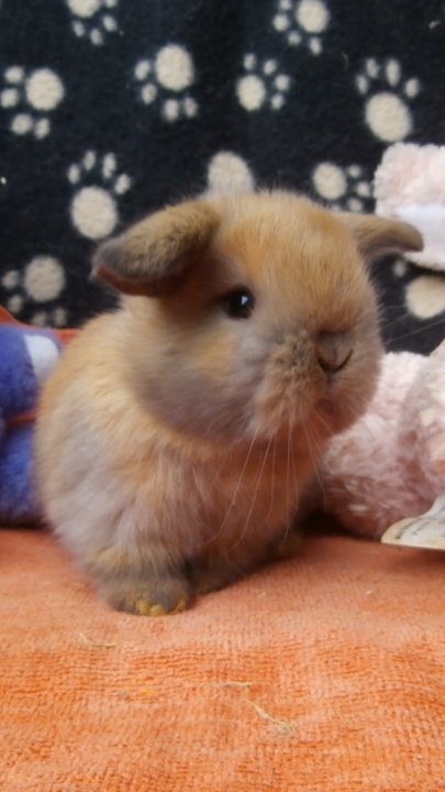 Gizmo - Mâle Bélier hollandais 1 an Écaille d'écureuil