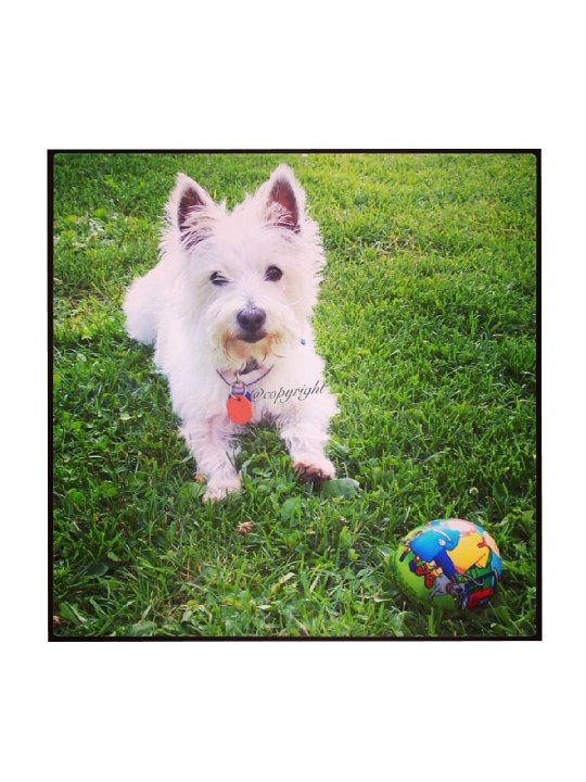 Jujube - Femelle West Higland White Terrier 10 ans Blanche