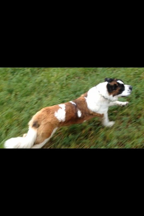 Baveuse - Femelle Saint-Bernard 4 ans Brune,blanche,noir