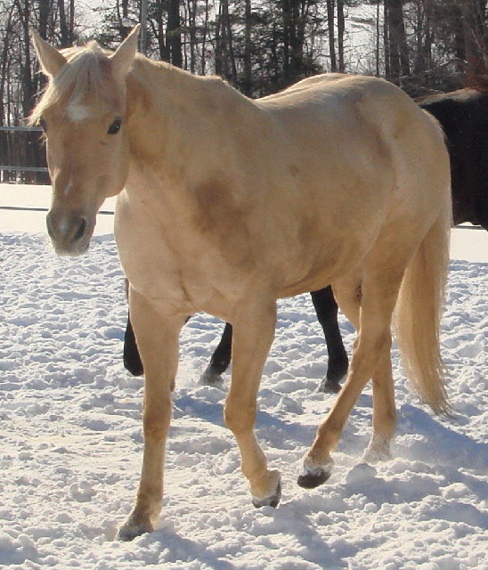 Boomfest (Boomy) - M&acirc;le Quarter Horse 8 ans Palomino