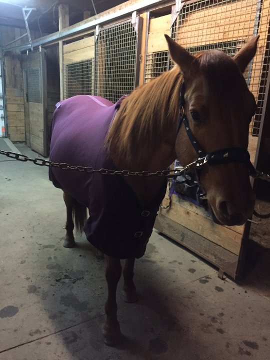 Cross Bar Tres Pep alias Reguine - Mâle Quater horse 7 ans Red Dun