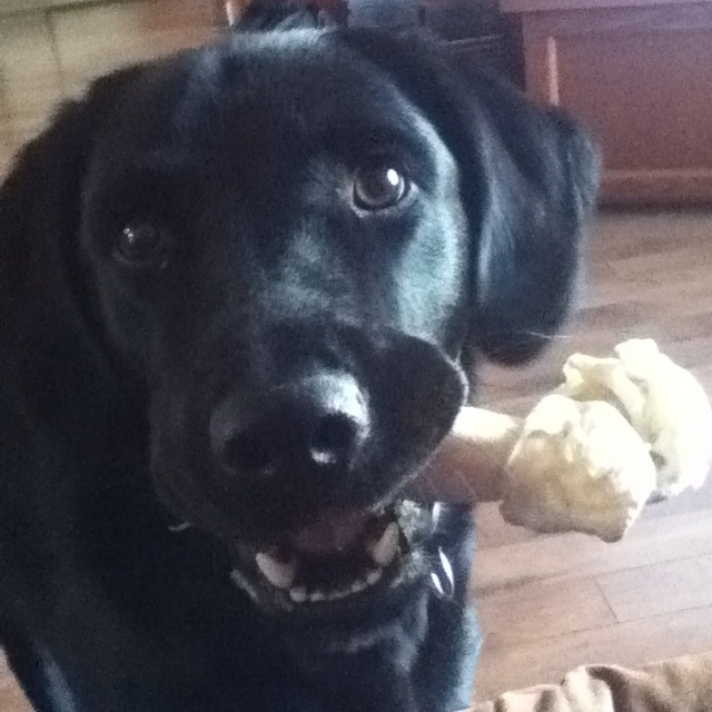 Lucky - M&acirc;le Labrador x 2 ans Noir