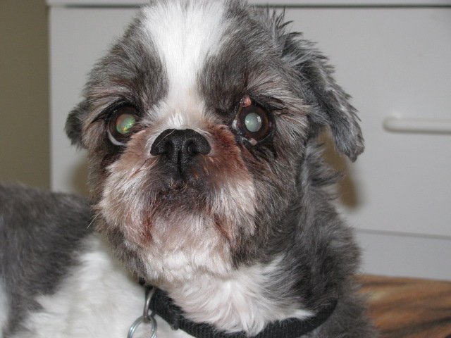 Souky - M&acirc;le chien 17 ans gris et blanc