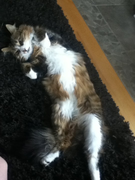 Noisette - Femelle mélange 5 ans mélangée