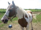 Fred Skip First - Mâle Paint Horse 11 ans rouge et blanc