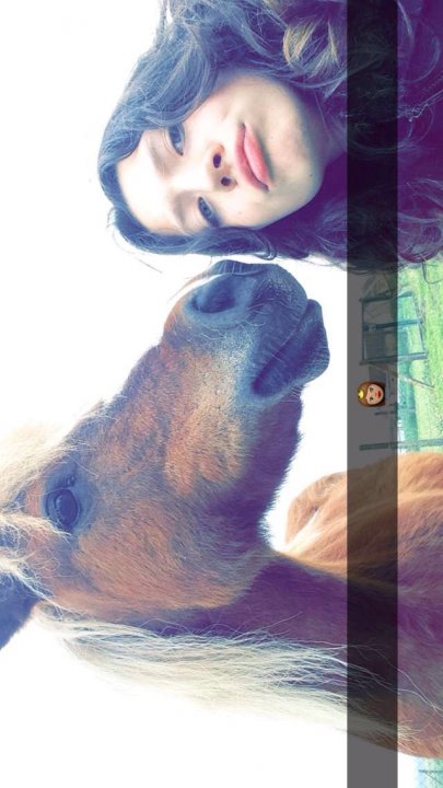 maya - Femelle shetland croise 14 ans alezan brule