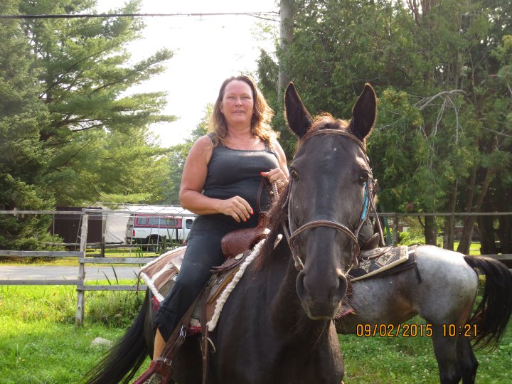 midnight star - Jument standardbred 12 ans baie