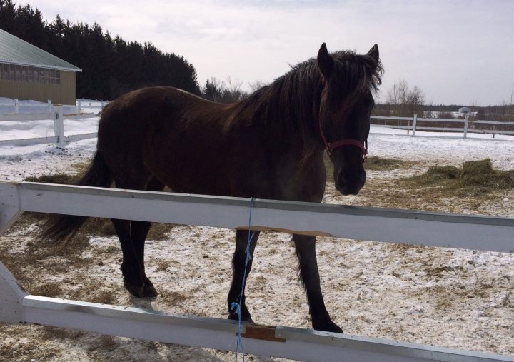 Tammy - Jument Canadien 10 ans Baie foncé
