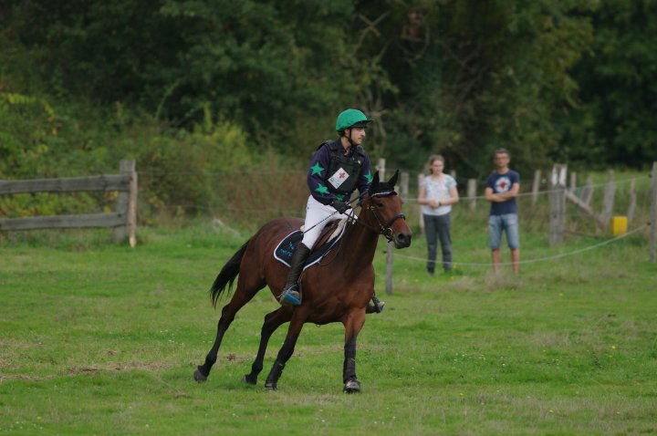 Bise Magique - Femelle Trotteur Français 7 ans bai