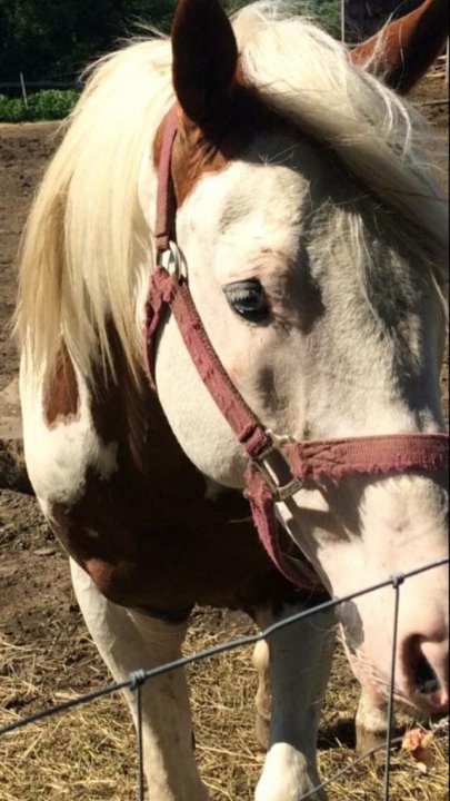 Spirit - Hongre Paint Horse 9 ans Pie