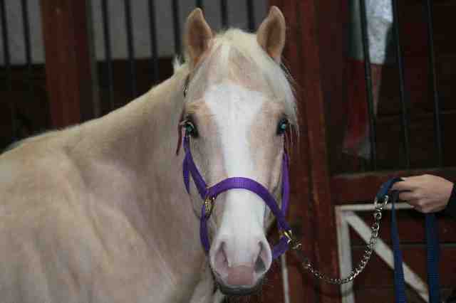 Legolas - Mâle Quarter horse 5 ans Palomino