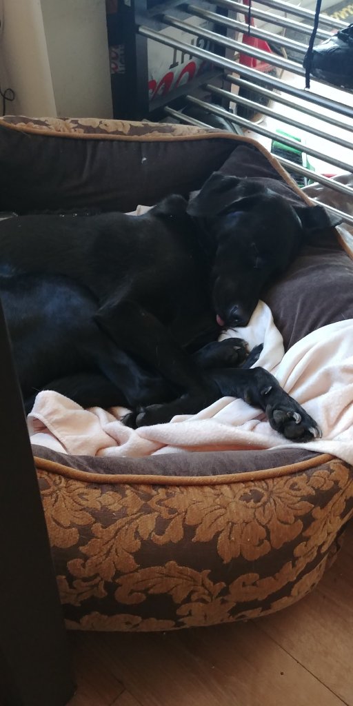 Luna - Femelle Labrador x berger allemand 3 ans Noir
