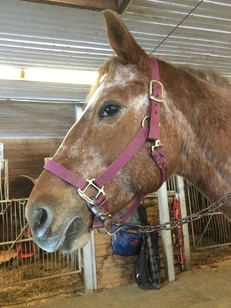 April ( ma demi pension) - Jument Appaloosa 12 ans