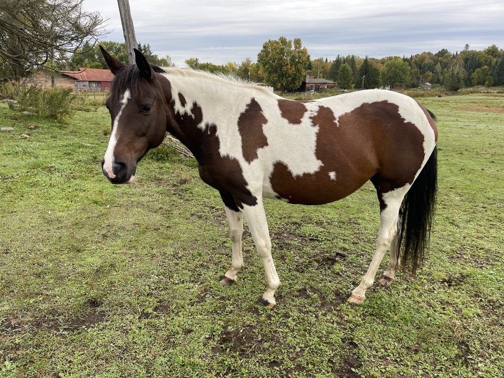 Shandi - Jument Paint horse, quarter horse, arabe 11 ans Bai tobiano