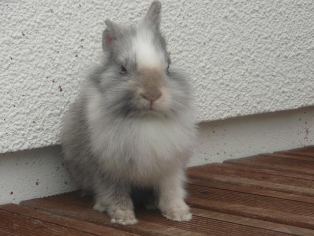 sucrettte - Femelle lapin 2 ans gris et blanc