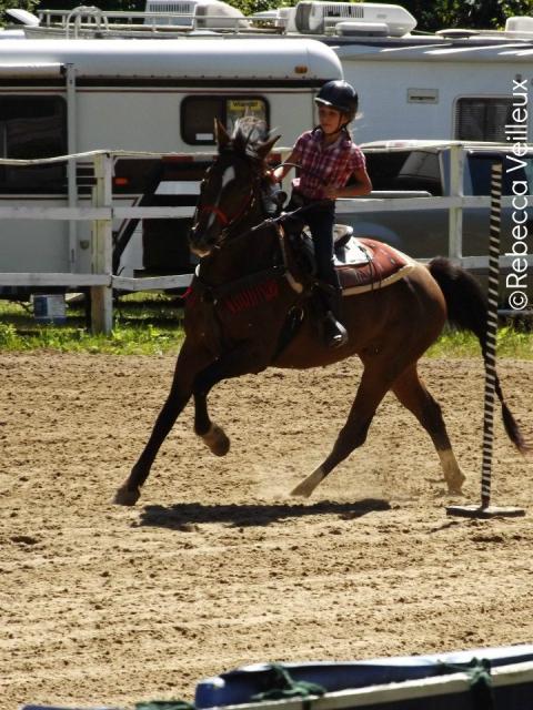 Kaumo - M&acirc;le QH x Canadien 9 ans Bai