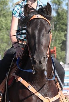Li-c Heritier Syra Love - Femelle Canadienne 4 ans Noire