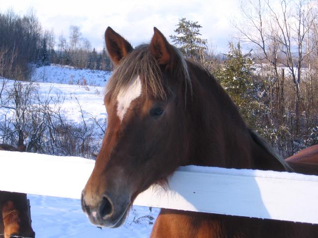 Rosie - Femelle Belge/Morgan 4 ans 