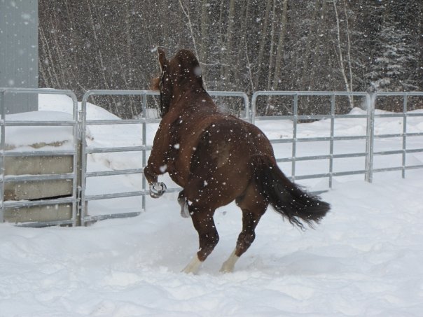 Zelda's link - Hongre belge X quater horse 8 ans sorel