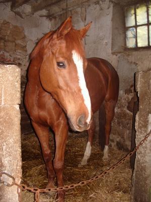 Jacquemard - Mâle SF croisé AA 4 ans Alezan