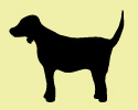Roxy - Femelle Boxer   fauve