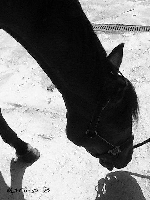 rose de bec - Femelle trotteur 4 ans bai